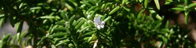 rosemary