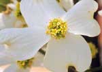 Dogwood cornus kousa