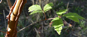 paperbark maple