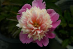 buddhas_lotus