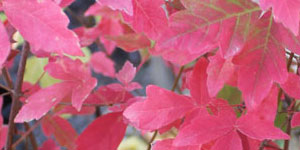 Paperbark Maple